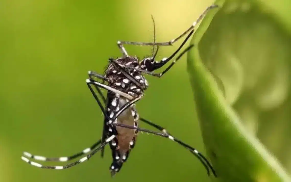 Saudável, Boa-saúde, Vida, Bem-estar, Saudabeleza;