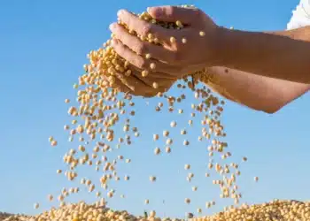 Empresa Agroindustrial, Mato Grosso, Empresa Agrícola, Telecomunicações, Cobertura de Rede;