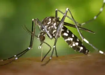 mosquito, transmissor, Aedes, aegypti, mosquito-transmisor, Aedes-aegypti