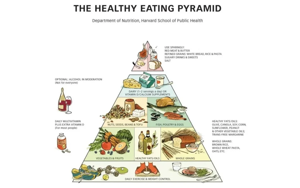 esquema, alimentar, modelo, de Harvard, alimentação balanceada;