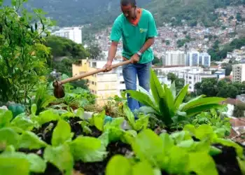 produção, de alimentos, na cities, produção, de alimentos, urbanos, agricultura, urbana, periurbana;