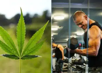 proteína, cannabis;