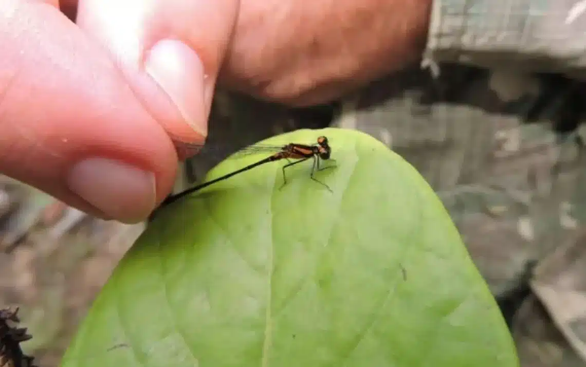 odonatas, insectos, alados, exemplares