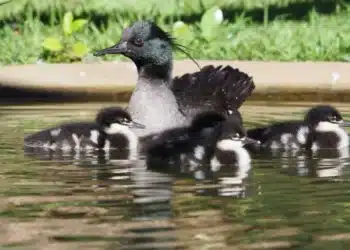 Pato-mergulhão corre risco de extinção Foto: Divulgação/gov.br - Todos os direitos: @ Terra