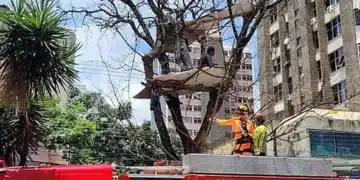 macho, varão, homem