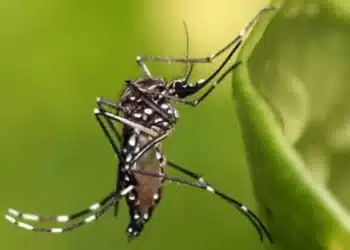 dengue, zika, chikungunya;