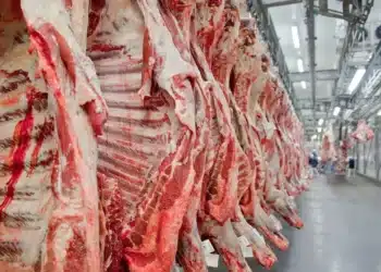 setor, de carne, indústria, de alimentos, empresas, de processamento, de carne;