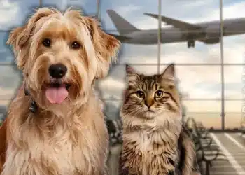 transporte de animais, transporte aéreo, transporte seguro, transporte de cães, transporte de gatos, transporte aéreo de animais, transporte de animais de suporte emocional, medidas preventivas, plano de contingência, relatórios de transporte de animais, auditorias regulares, Live Animal Regulations, IATA