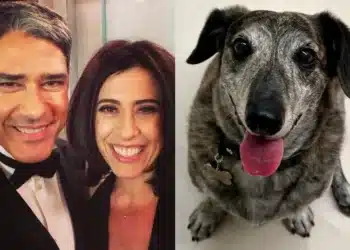 cachorro, de estimação