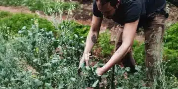 cozinha, integral, produtos, colhidos, agricultura, sustentável, técnicas, de fermentação;