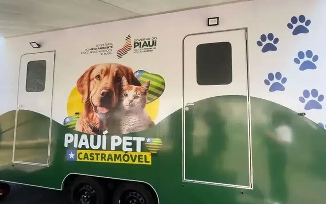 cães, gatos, pet;