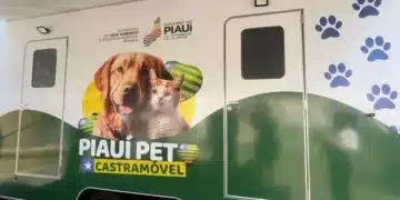 cães, gatos, pet;