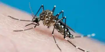 dengue, doença transmissível, mosquito transmissor;